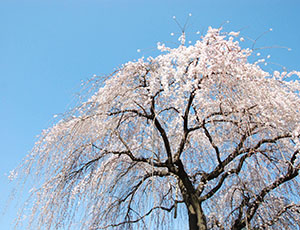 いつものまちだに会いにいく その3 「原町田大通りのしだれ桜」