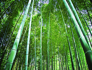 TAKE-NO-WA “Bamboo, Wow!”